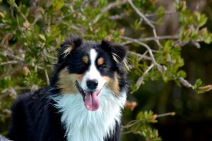 Gipsy, chien-mediateur berger australien