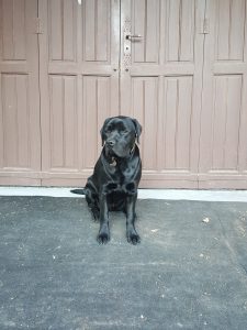 Lizou, chien-mediateur labrador, ex-chien-guide d'aveugle