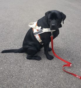 Lizou, chien-mediateur Labrador, ex-chien-guide.